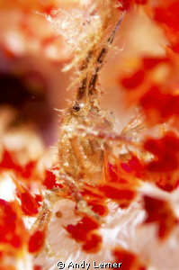 A little arrow crab on soft coral at night by Andy Lerner 